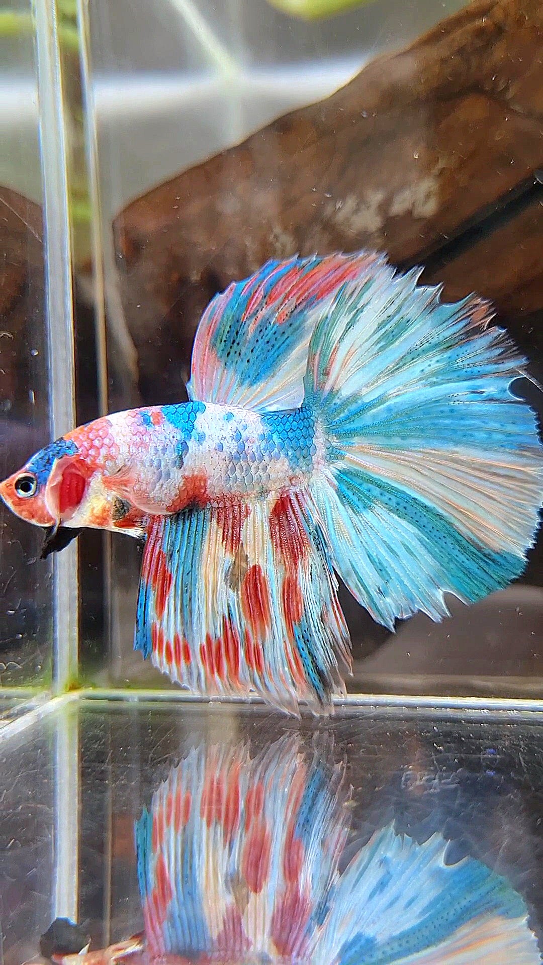 HALFMOON ROSETAIL RAINBOW FANCY MULTICOLOR BETTA FISH