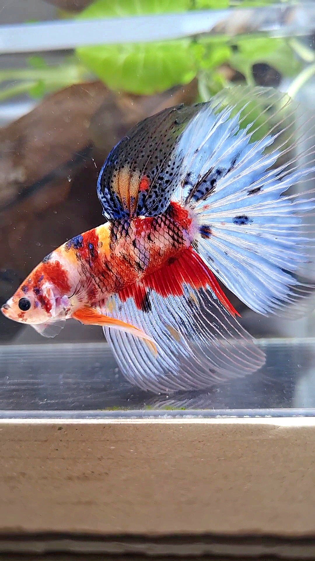 GIANT HALFMOON TOTAL 8CM+ KOI TIGER RED MULTICOLOR BETTA FISH