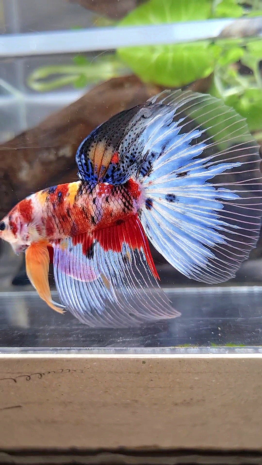 GIANT HALFMOON TOTAL 8CM+ KOI TIGER RED MULTICOLOR BETTA FISH