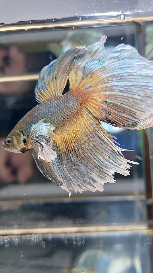 HALFMOON DUMBO EAR MUSTARD GAS BETTA FISH