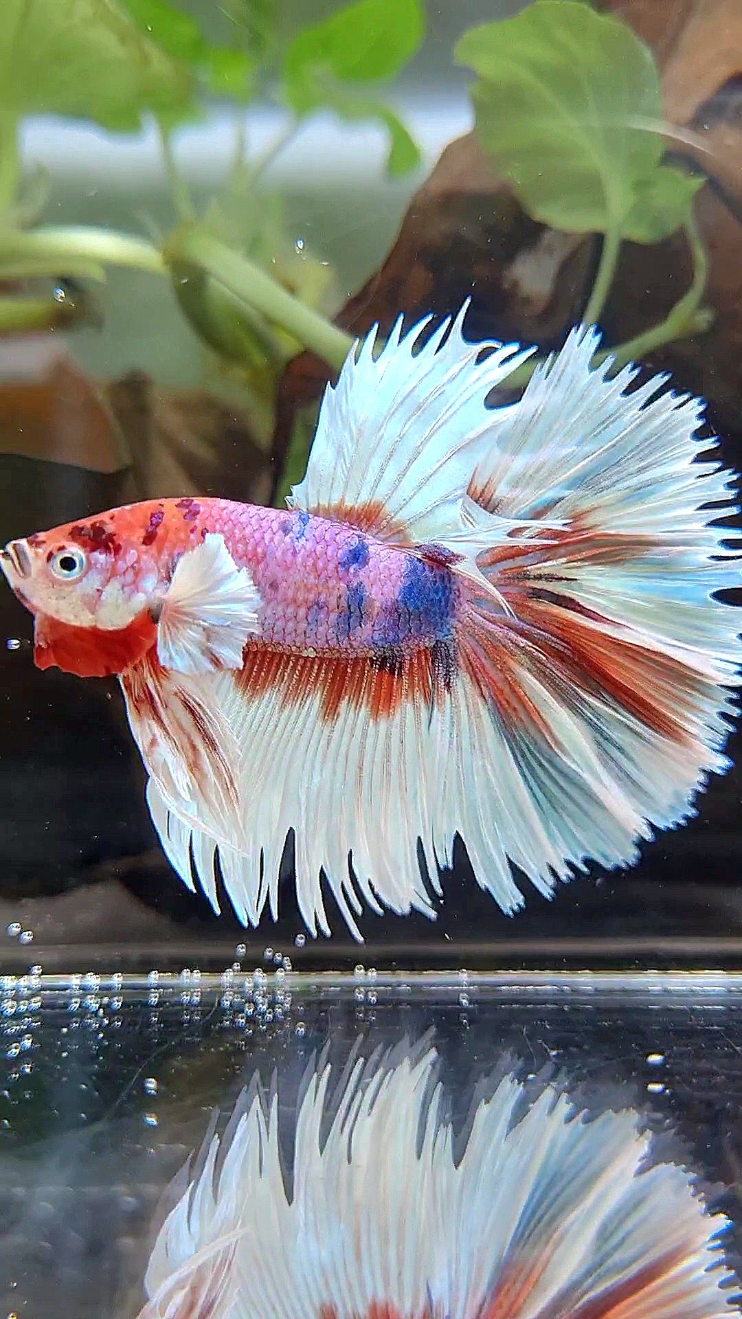 LUXURY CROWNTAIL HALFMOON DUMBO EAR CANDY MULTICOLOR BETTA FISH