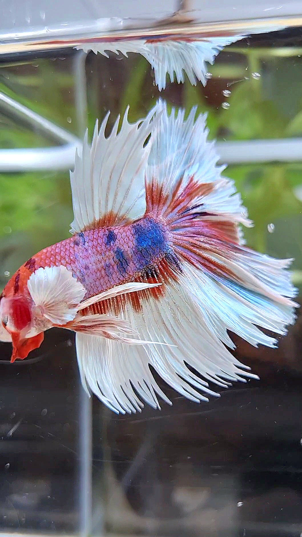 LUXURY CROWNTAIL HALFMOON DUMBO EAR CANDY MULTICOLOR BETTA FISH