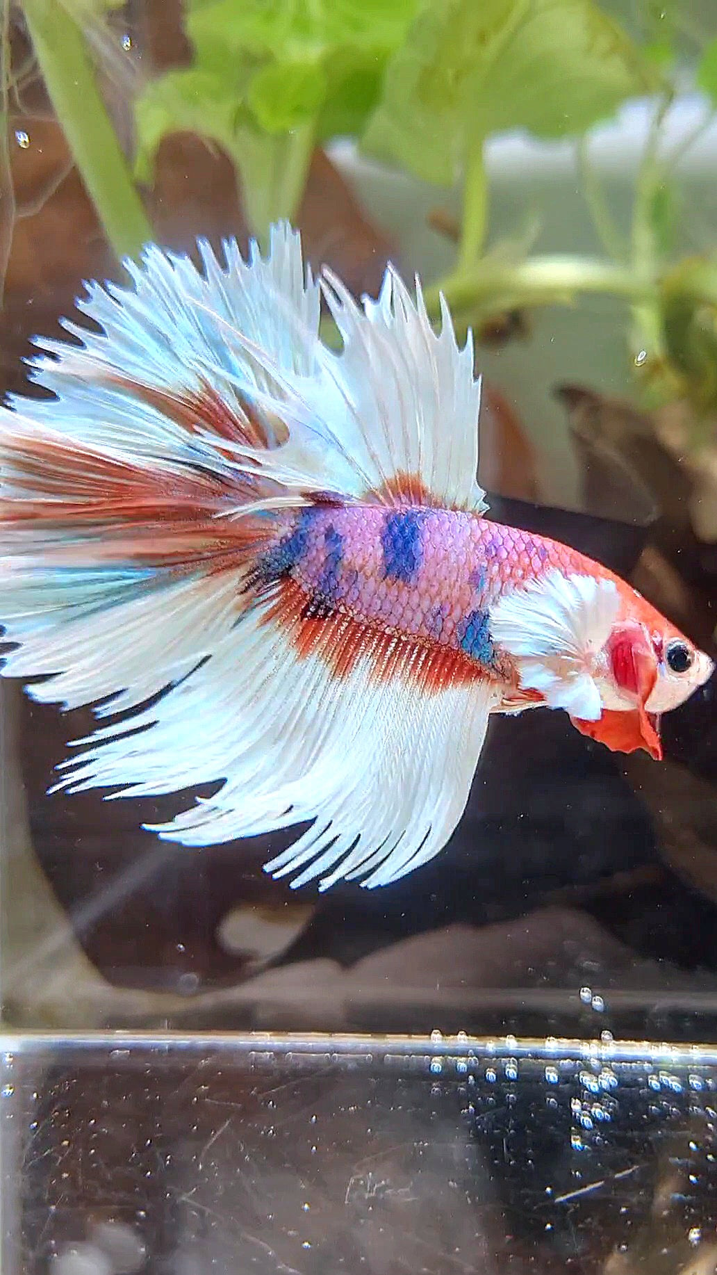LUXURY CROWNTAIL HALFMOON DUMBO EAR CANDY MULTICOLOR BETTA FISH