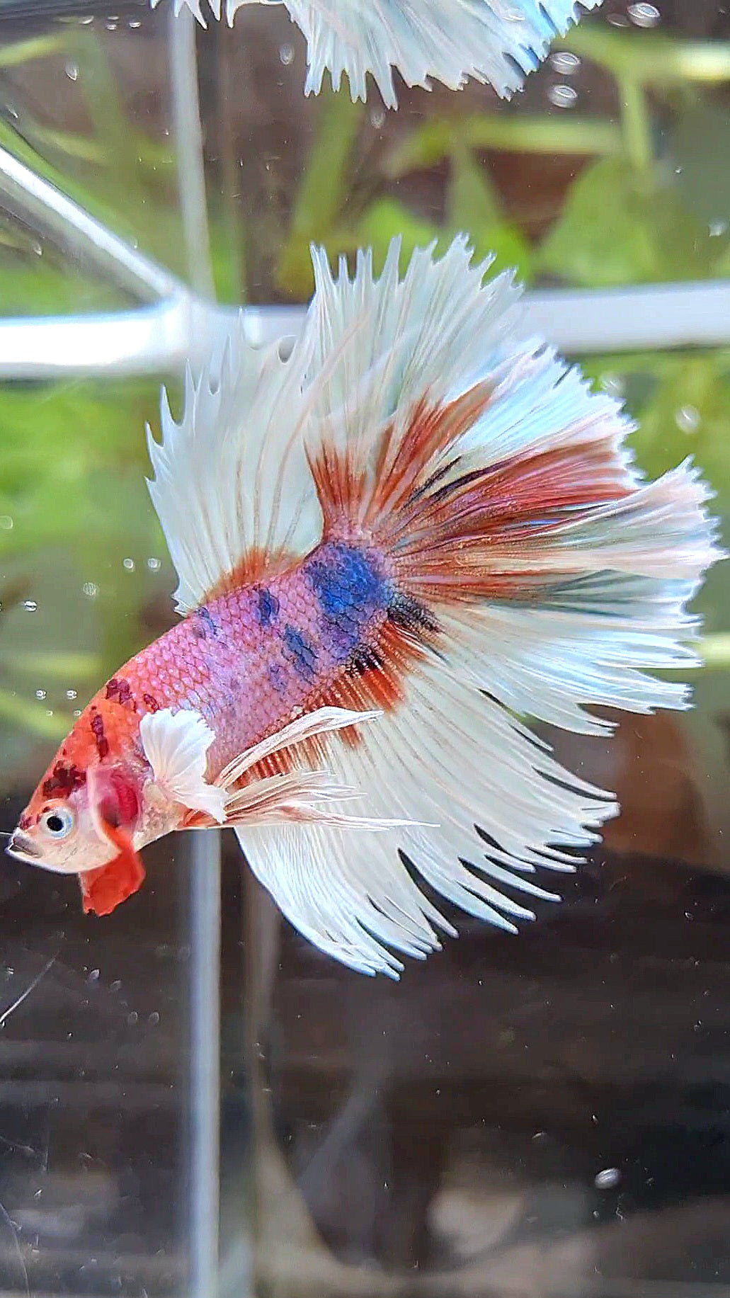LUXURY CROWNTAIL HALFMOON DUMBO EAR CANDY MULTICOLOR BETTA FISH