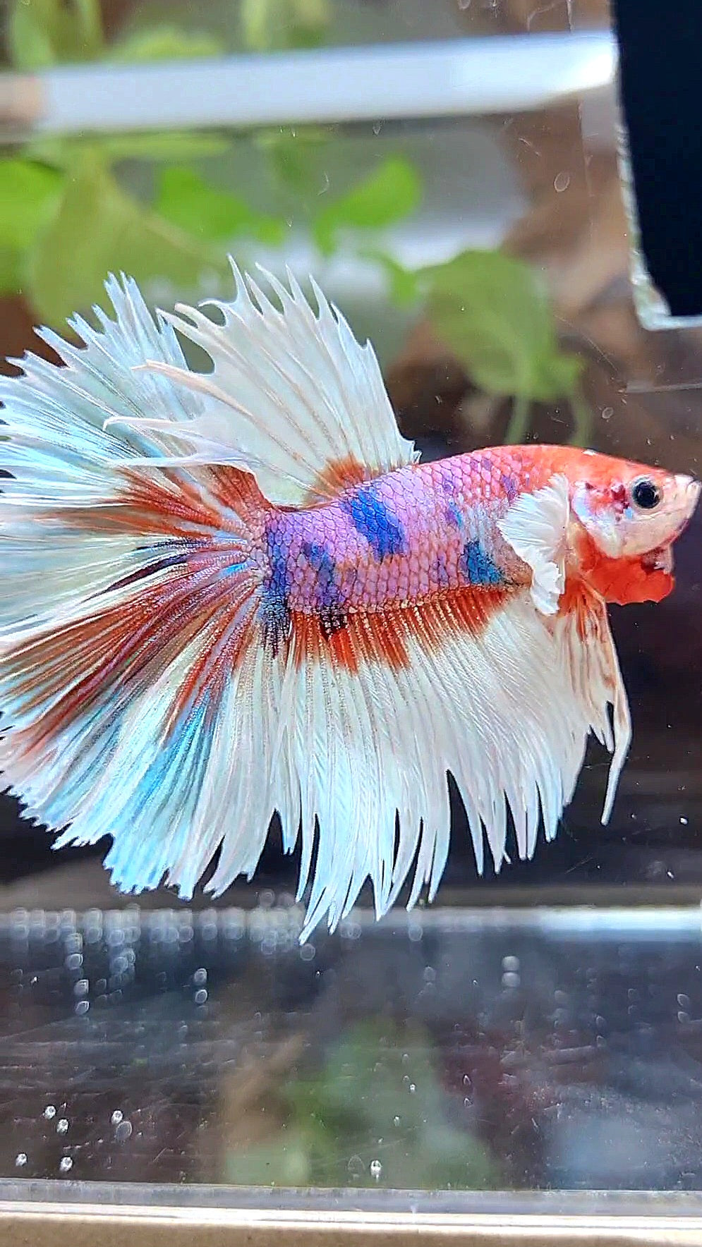 LUXURY CROWNTAIL HALFMOON DUMBO EAR CANDY MULTICOLOR BETTA FISH