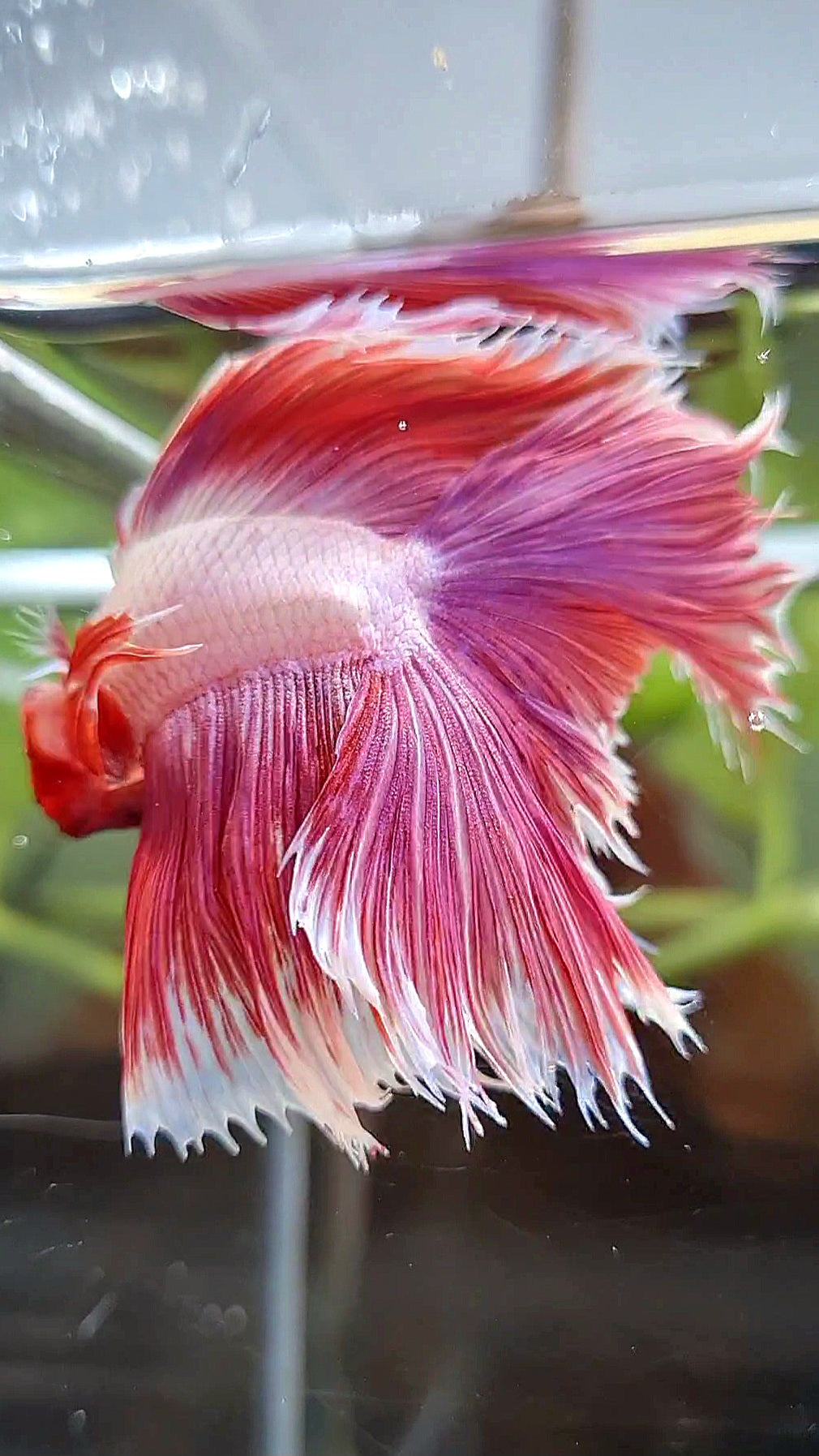 HALFMOON OVER DOUBLE TAIL PINK BETTA FISH