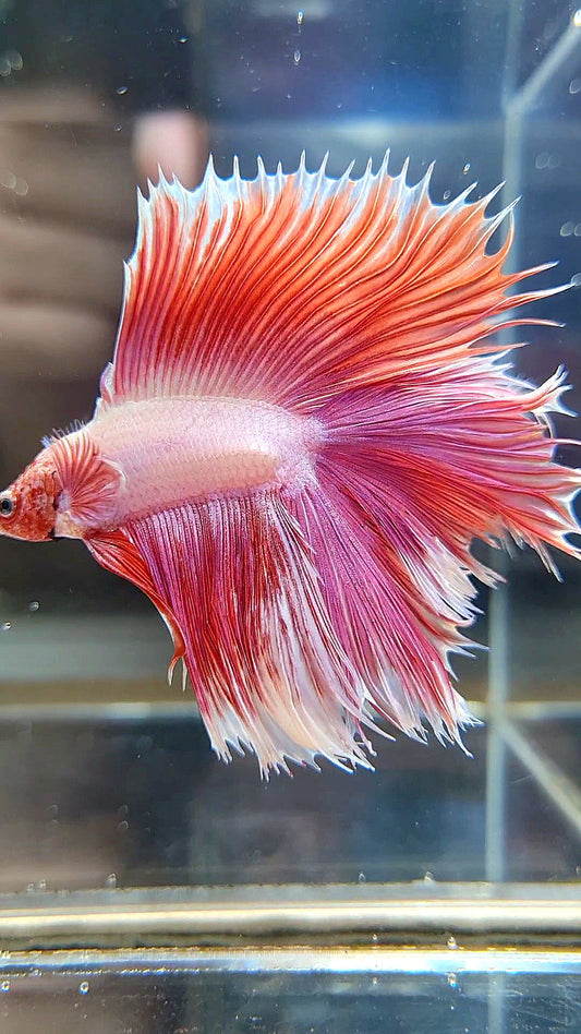 HALFMOON OVER DOUBLE TAIL PINK BETTA FISH