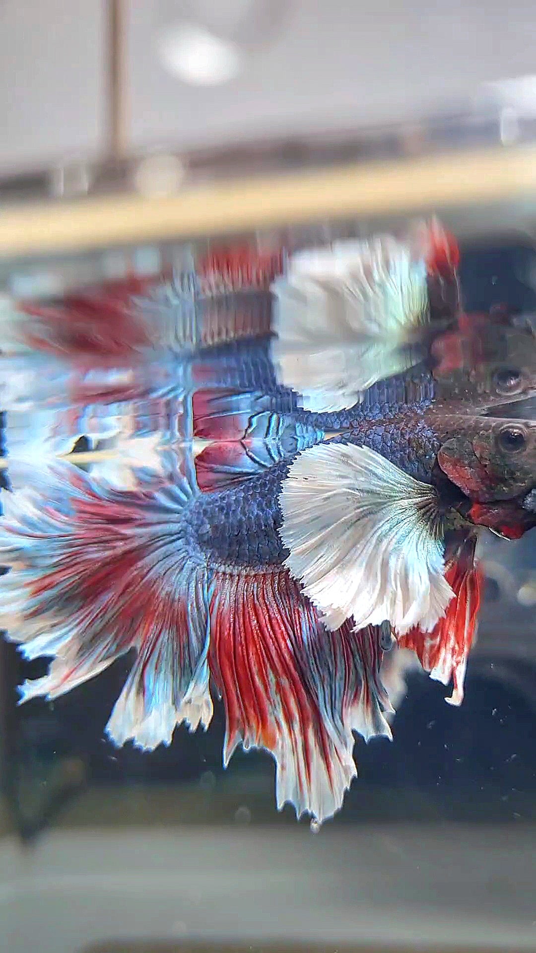 HALFMOON SUPER DUMBO EAR ROSETAIL COMBINATION BETTA FISH