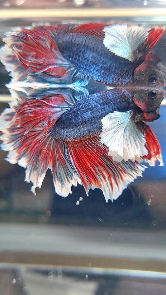 HALFMOON SUPER DUMBO EAR ROSETAIL COMBINATION BETTA FISH