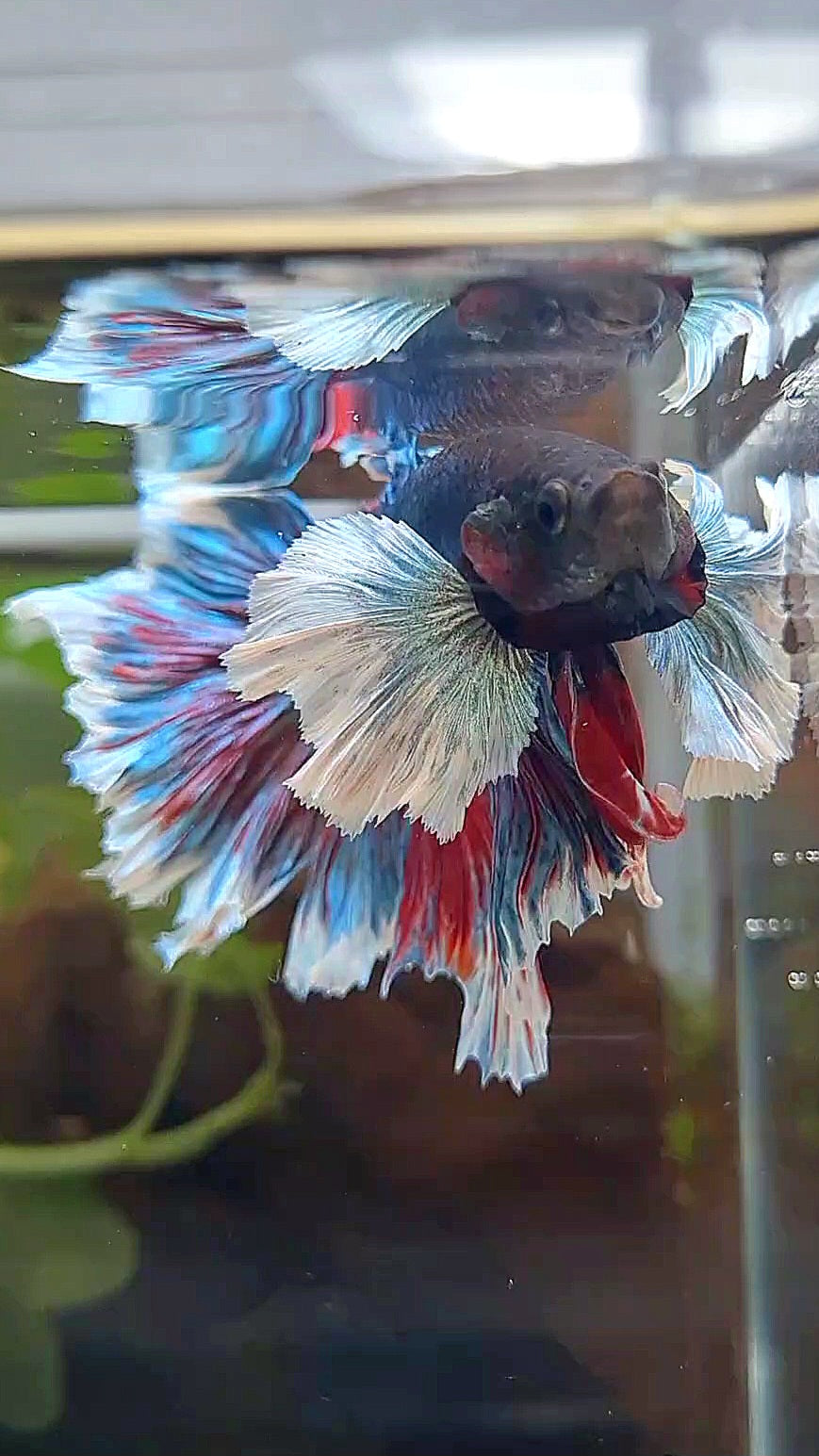 HALFMOON SUPER DUMBO EAR ROSETAIL COMBINATION BETTA FISH