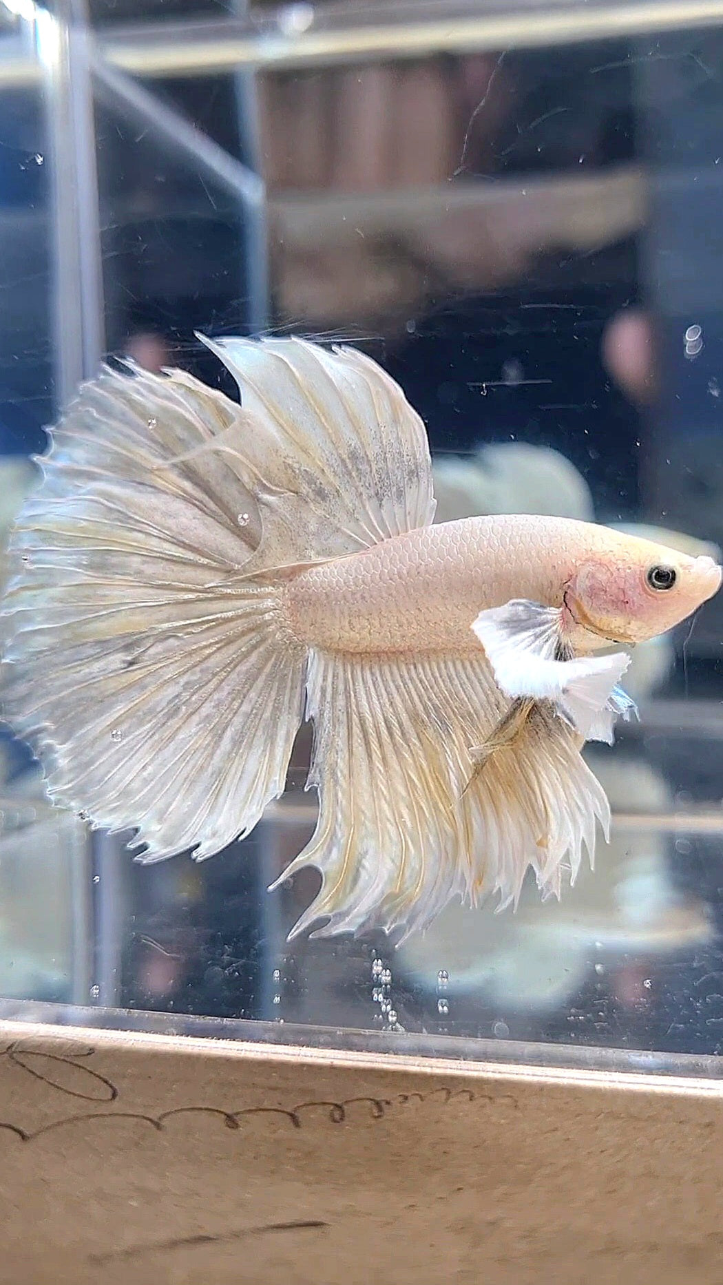 HALFMOON DUMBO EAR WHITE YELLOW WASH BETTA FISH