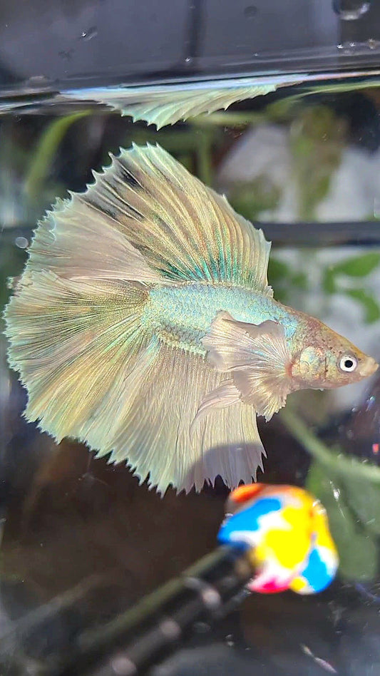 HALFMOON DOUBLE TAIL DUMBO EAR WHITE UNICORN BETTA FISH