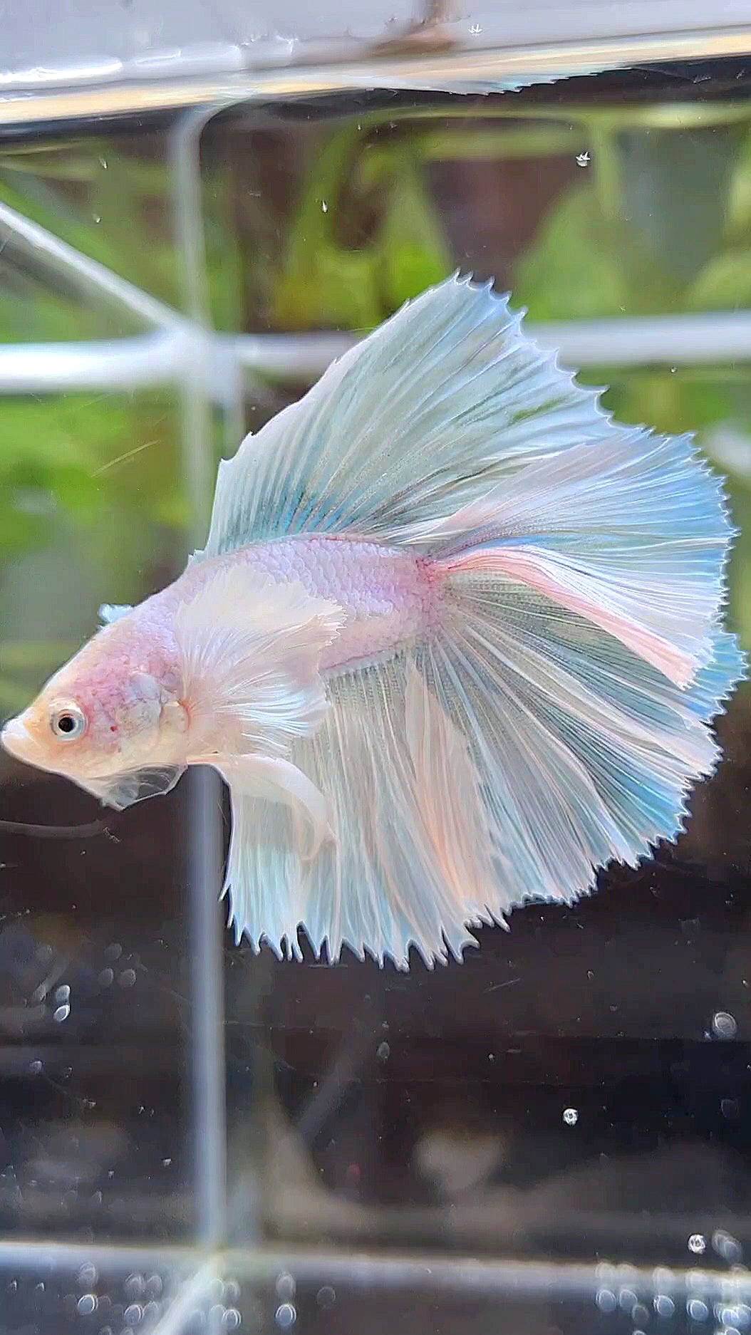 HALFMOON DOUBLE TAIL DUMBO EAR WHITE UNICORN BETTA FISH