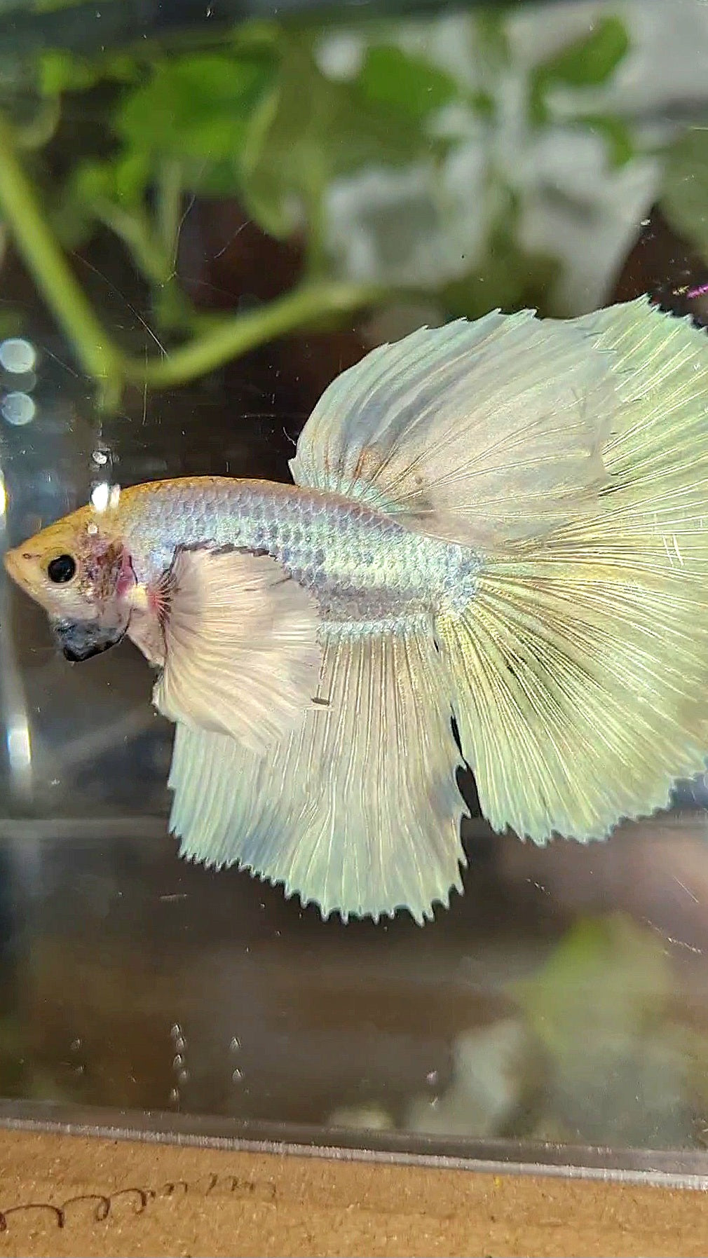 HALFMOON DUMBO EAR WHITE UNICORN BETTA FISH