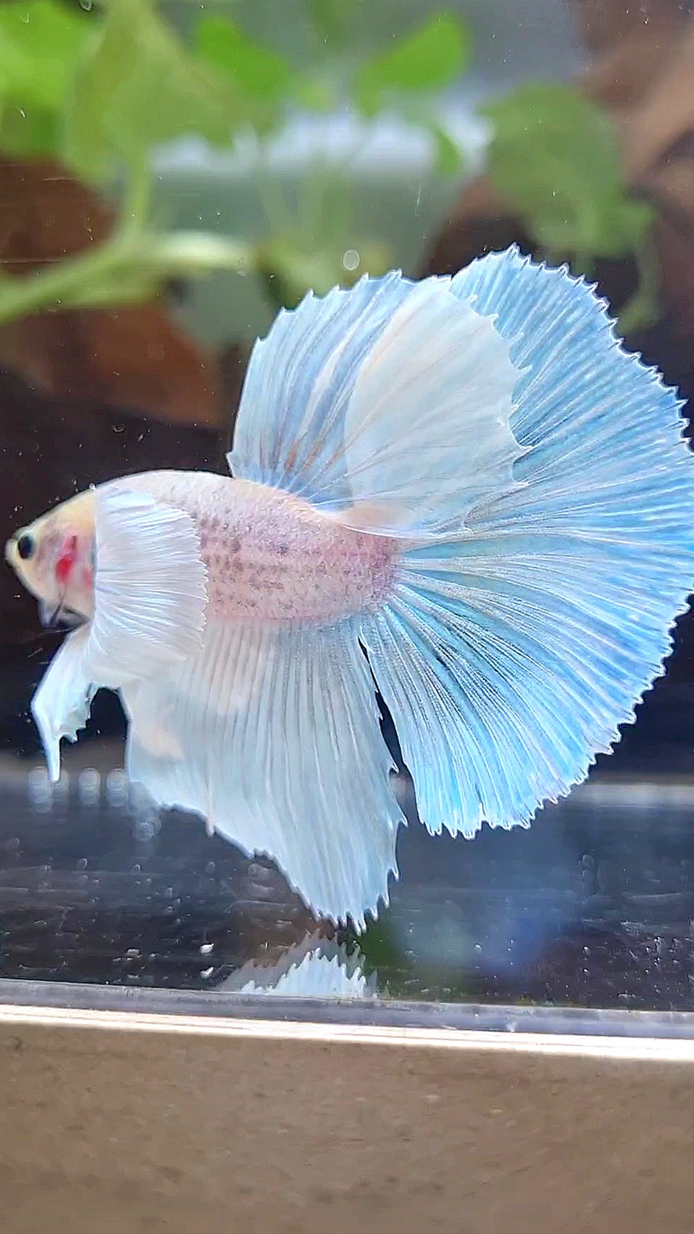 HALFMOON DUMBO EAR WHITE UNICORN BETTA FISH