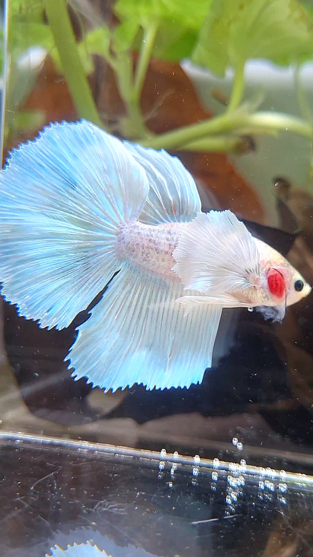 HALFMOON DUMBO EAR WHITE UNICORN BETTA FISH