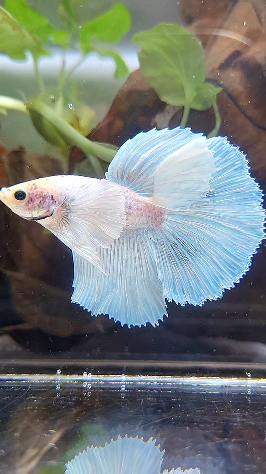 HALFMOON DUMBO EAR WHITE UNICORN BETTA FISH