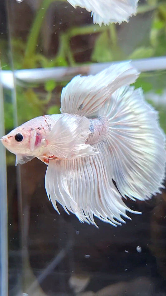 LUXURY HALFSUN DUMBO EAR WHITE PLATINUM COPPER WASH BETTA FISH