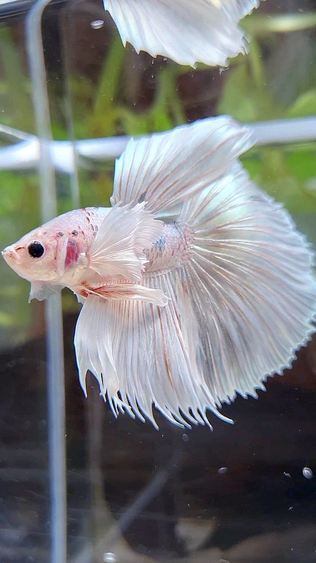 LUXURY HALFSUN DUMBO EAR WHITE PLATINUM COPPER WASH BETTA FISH