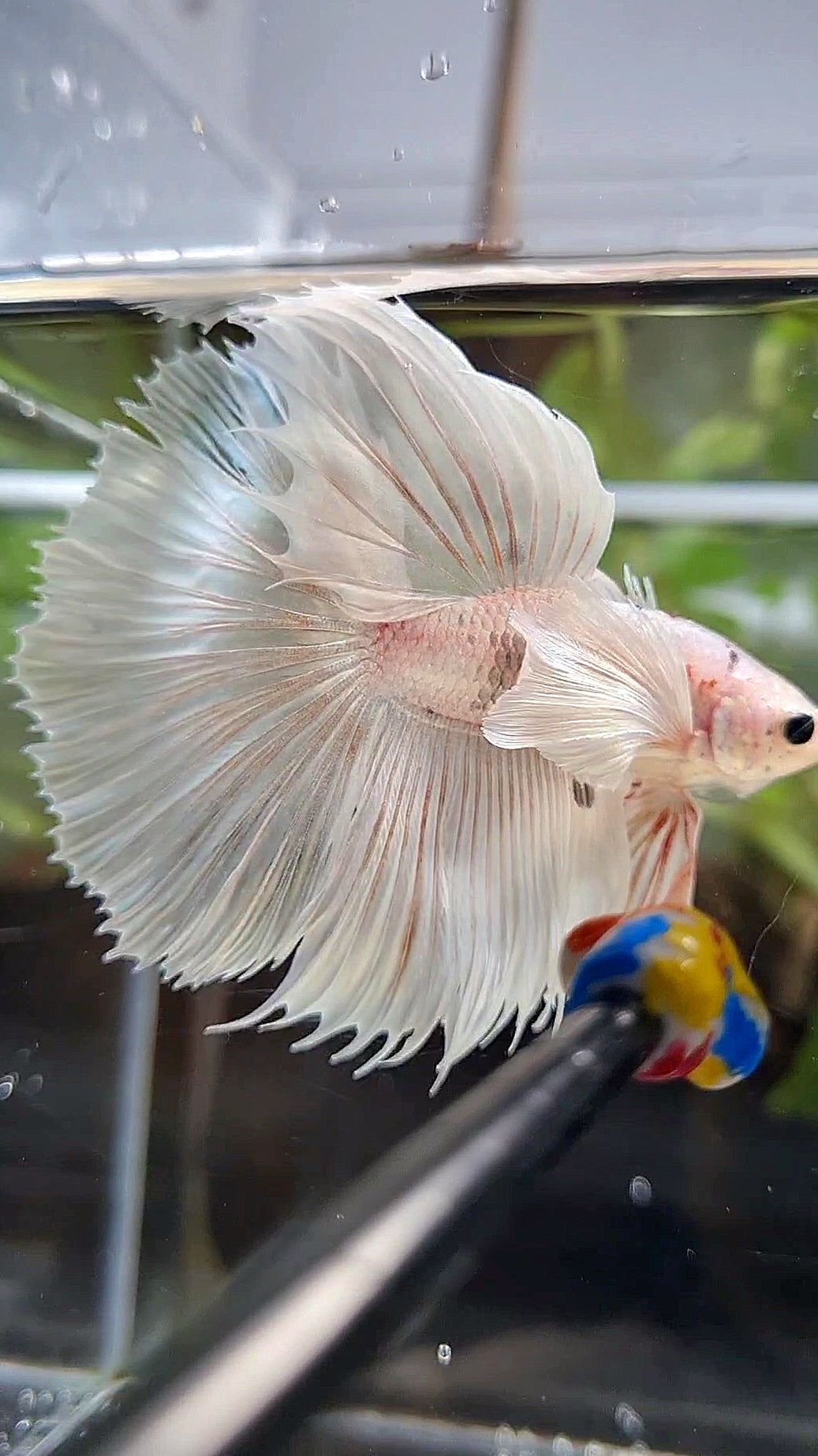 LUXURY HALFSUN DUMBO EAR WHITE PLATINUM COPPER WASH BETTA FISH