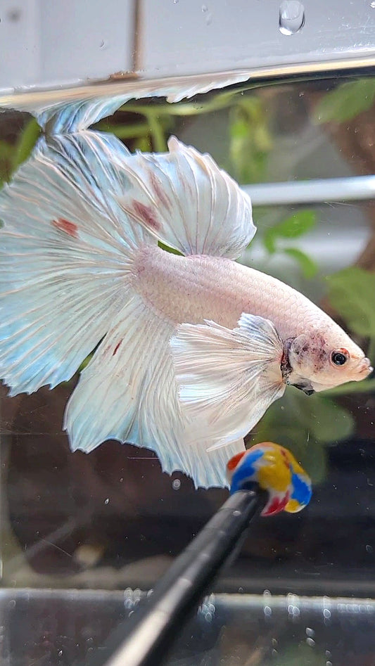 HALFMOON SUPER DUMBO EAR WHITE UNICORN BETTA FISH