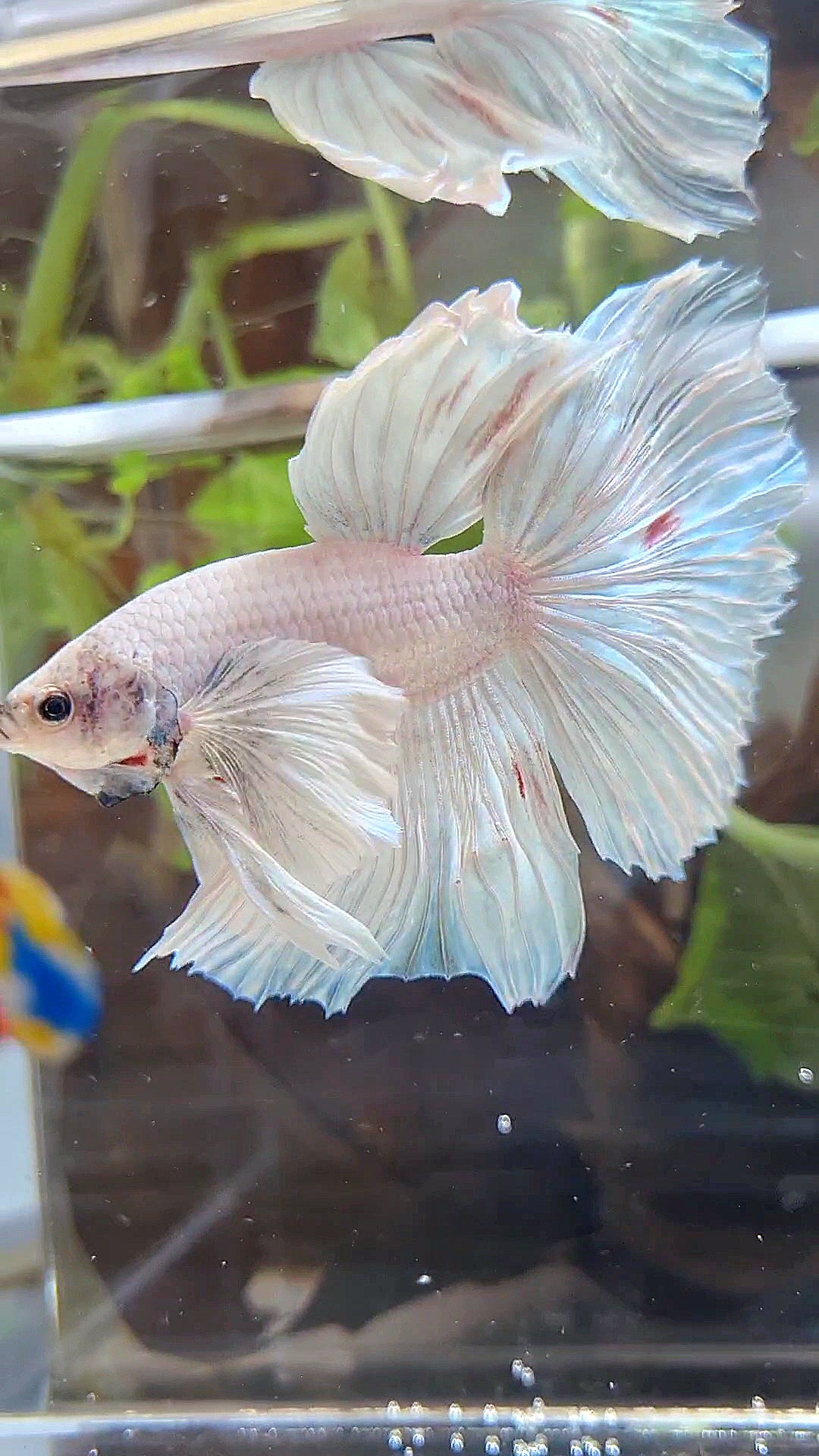 HALFMOON SUPER DUMBO EAR WHITE UNICORN BETTA FISH