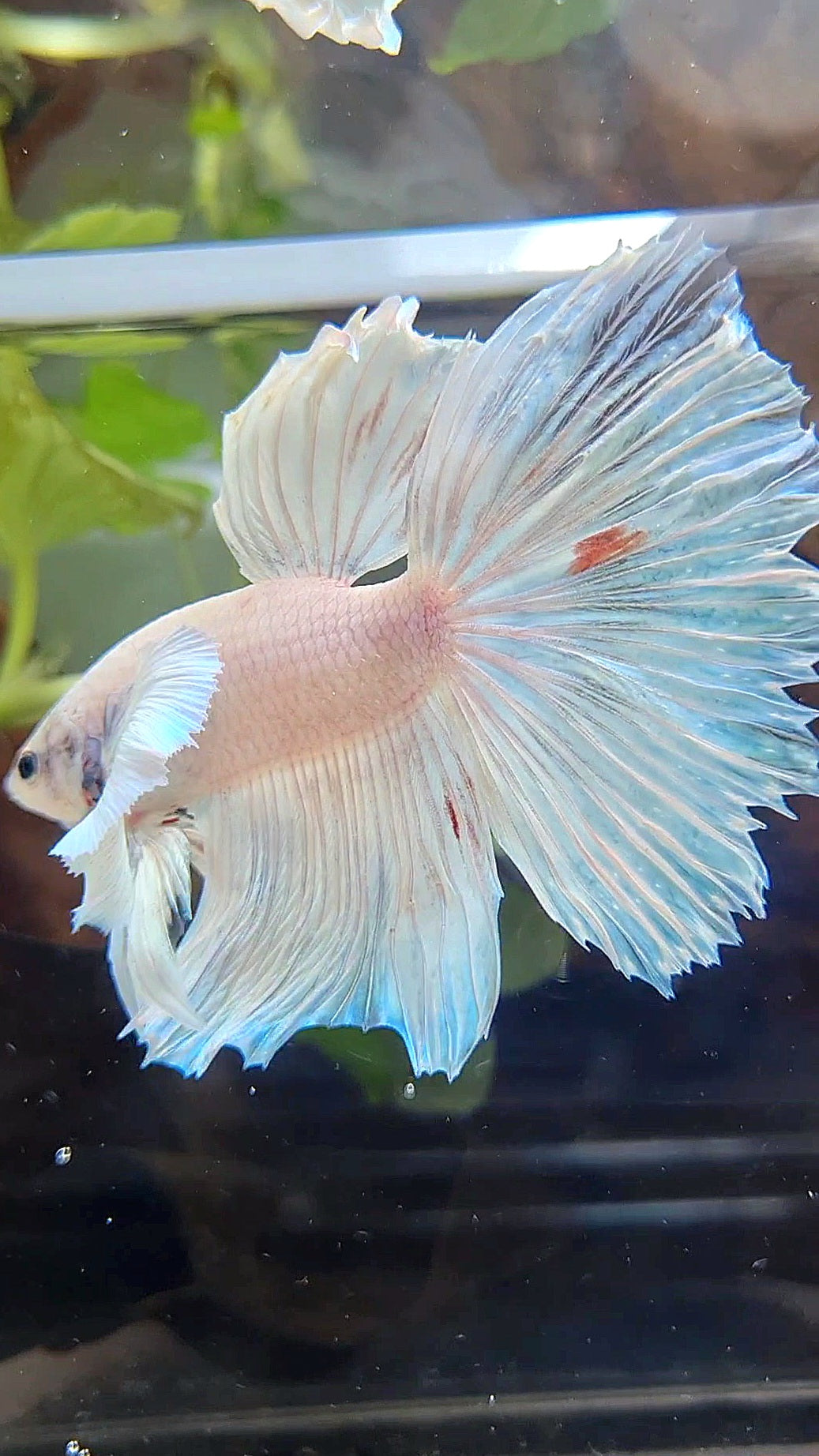 HALFMOON SUPER DUMBO EAR WHITE UNICORN BETTA FISH