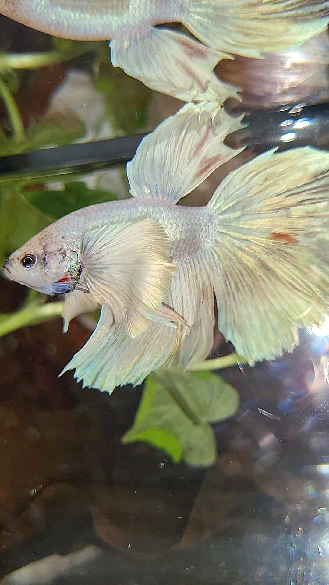 HALFMOON SUPER DUMBO EAR WHITE UNICORN BETTA FISH