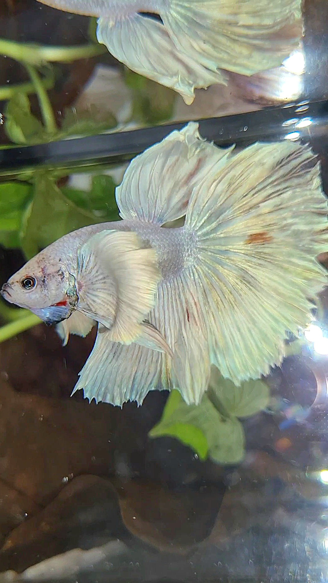 HALFMOON SUPER DUMBO EAR WHITE UNICORN BETTA FISH