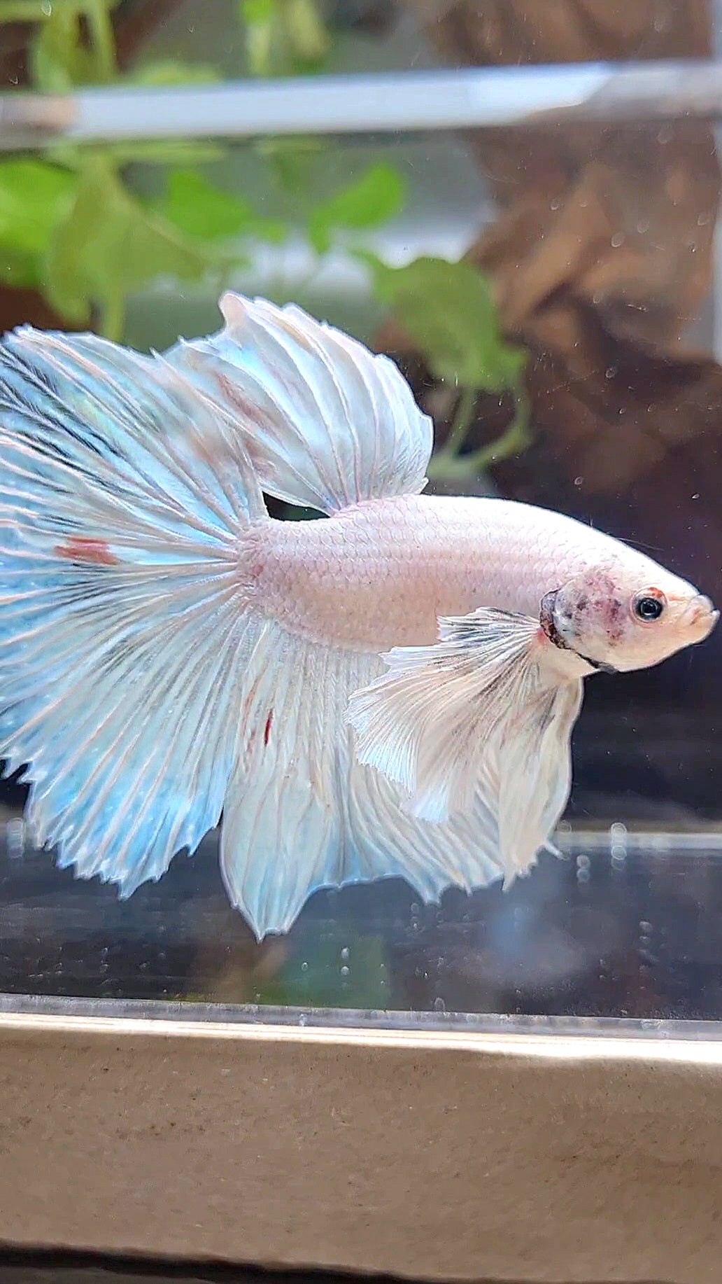 HALFMOON SUPER DUMBO EAR WHITE UNICORN BETTA FISH
