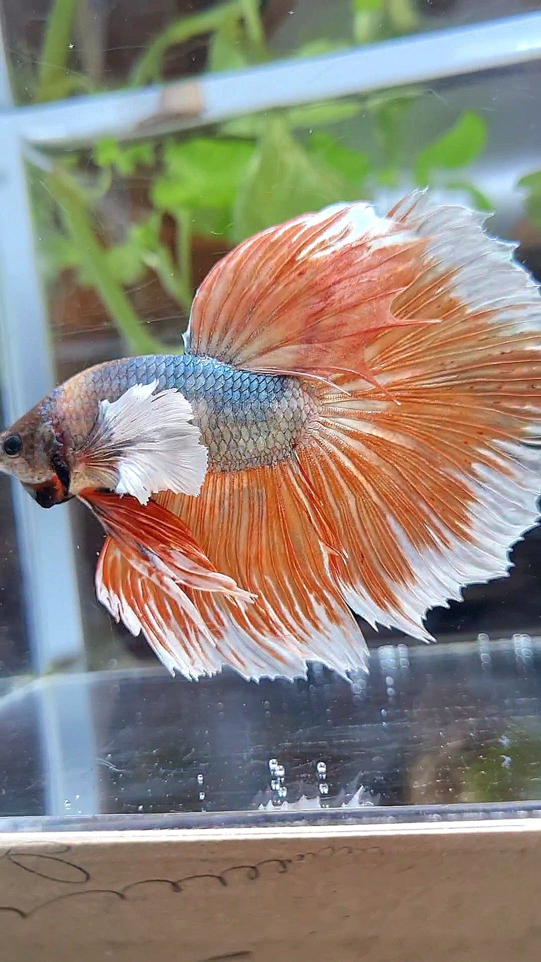 XL HALFMOON DUMBO EAR ROSETAIL COPPER ORANGE BETTA FISH