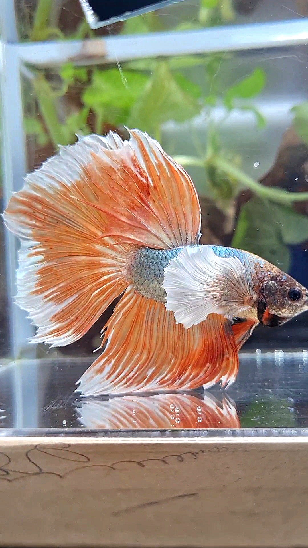 XL HALFMOON DUMBO EAR ROSETAIL COPPER ORANGE BETTA FISH