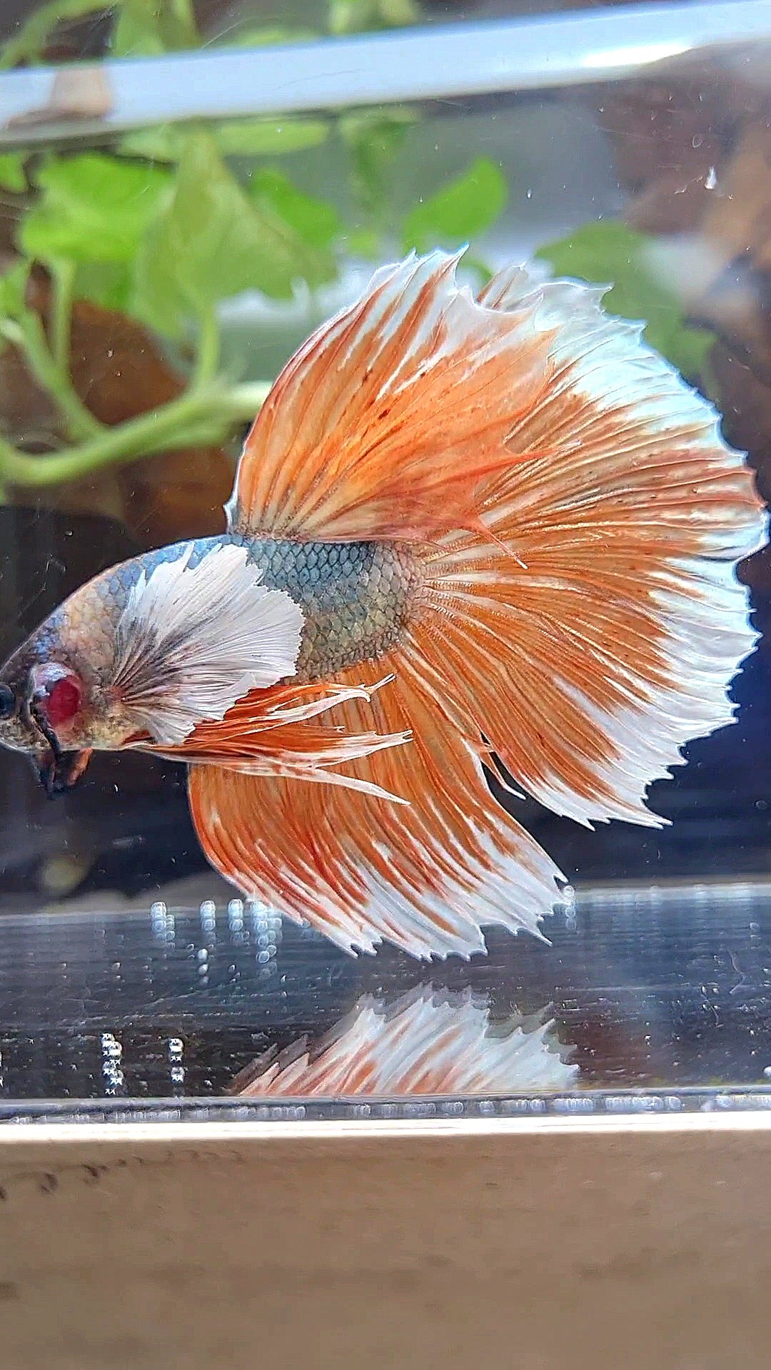 XL HALFMOON DUMBO EAR ROSETAIL COPPER ORANGE BETTA FISH