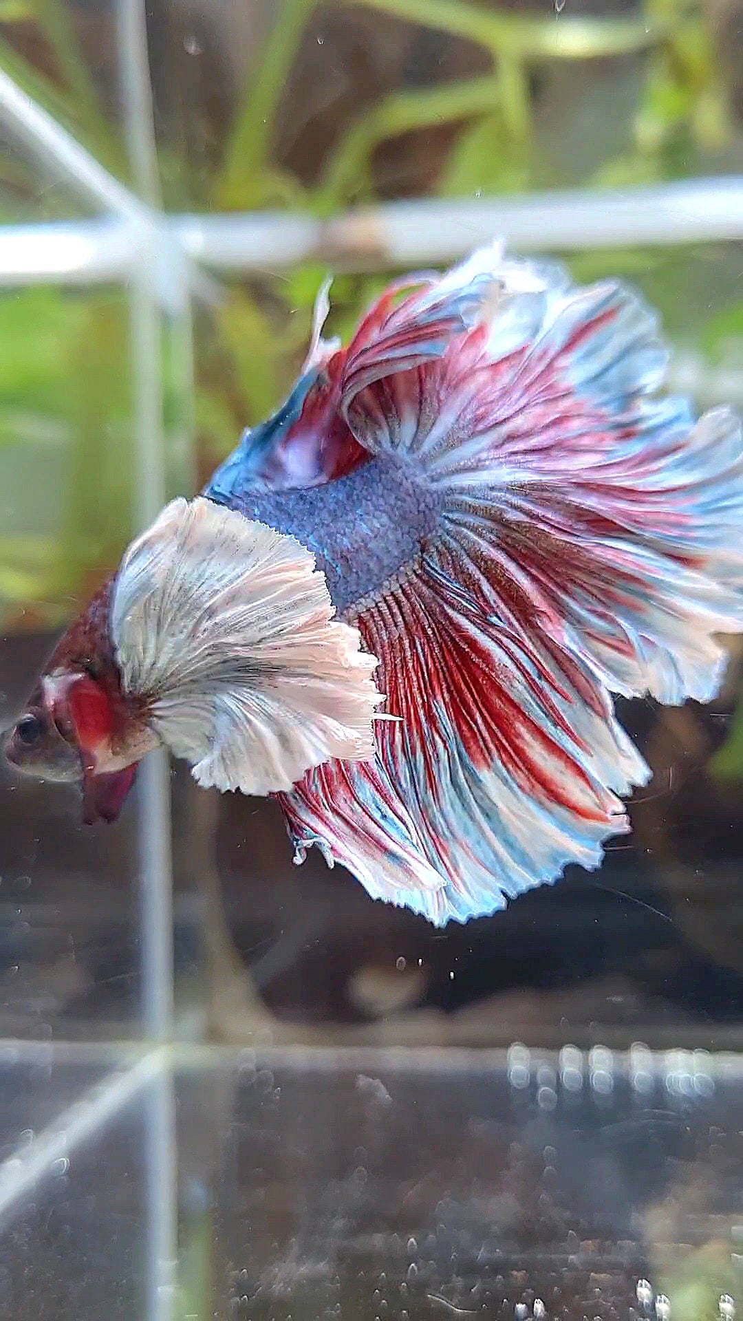 HALFMOOM SUPER DUMBO EAR DARK VIOLET BETTA FISH