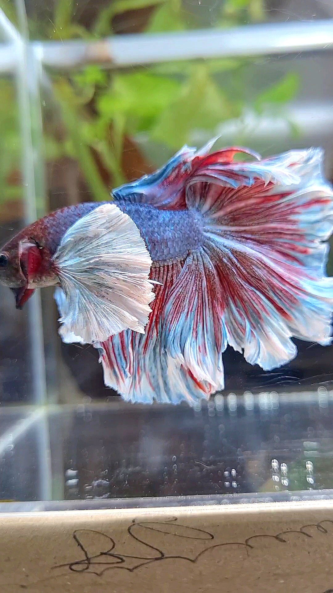 HALFMOOM SUPER DUMBO EAR DARK VIOLET BETTA FISH
