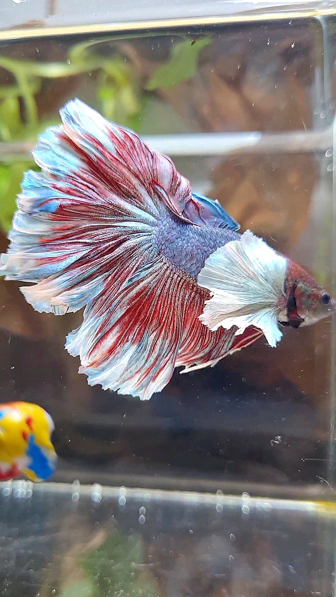 HALFMOOM SUPER DUMBO EAR DARK VIOLET BETTA FISH