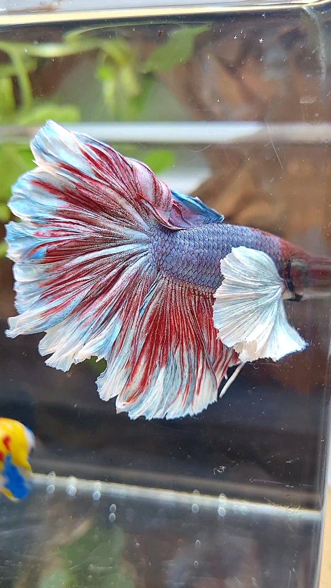 HALFMOOM SUPER DUMBO EAR DARK VIOLET BETTA FISH