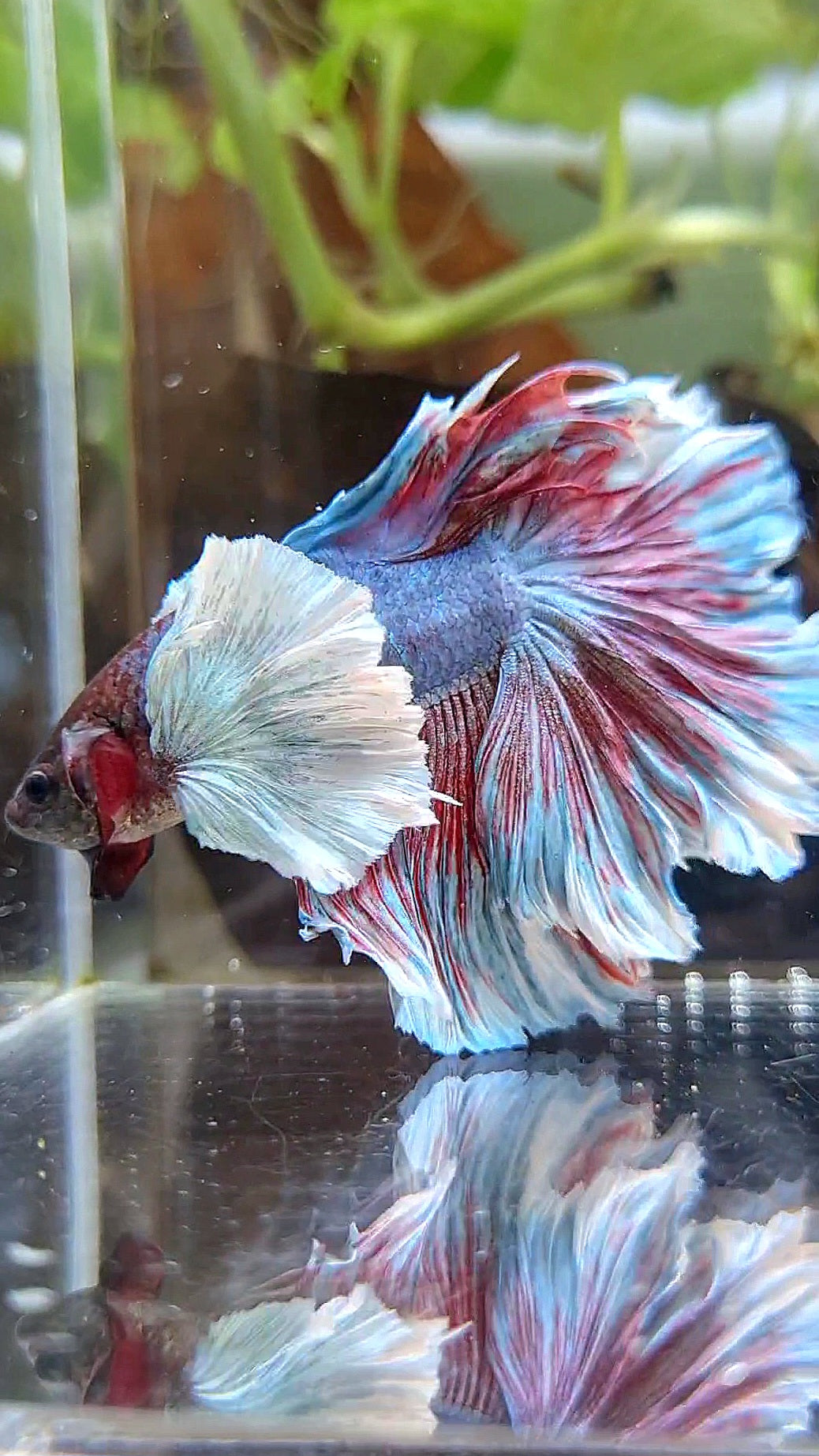 HALFMOOM SUPER DUMBO EAR DARK VIOLET BETTA FISH