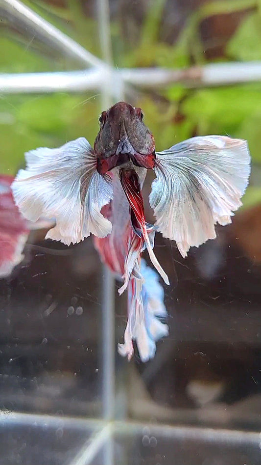 HALFMOOM SUPER DUMBO EAR DARK VIOLET BETTA FISH