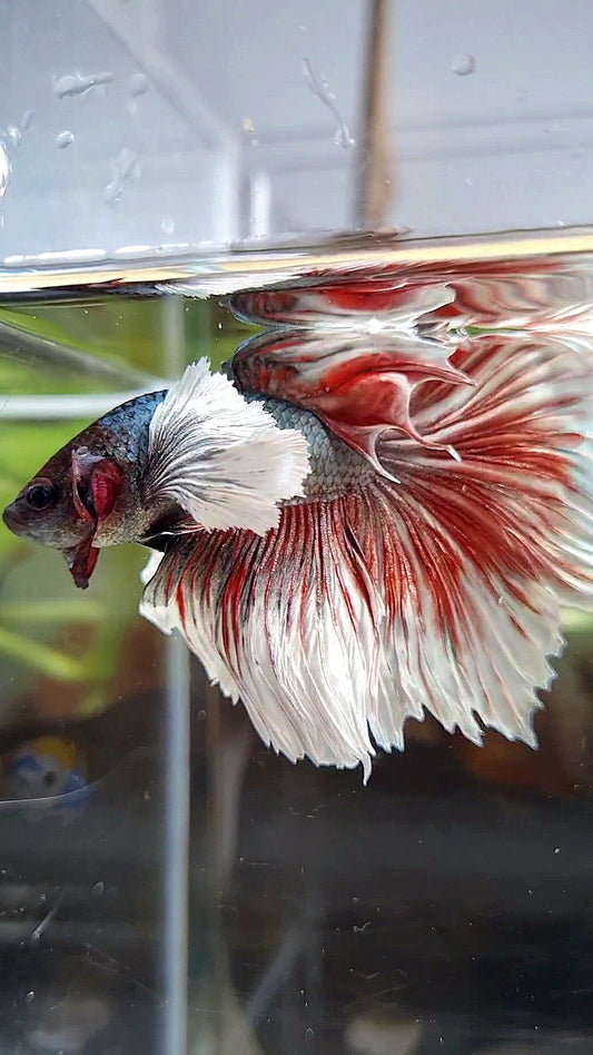 HAFLMOON DUMBO EAR ROSETAIL COPPER RED BETTA FISH