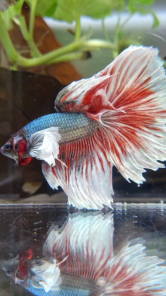 HAFLMOON DUMBO EAR ROSETAIL COPPER RED BETTA FISH