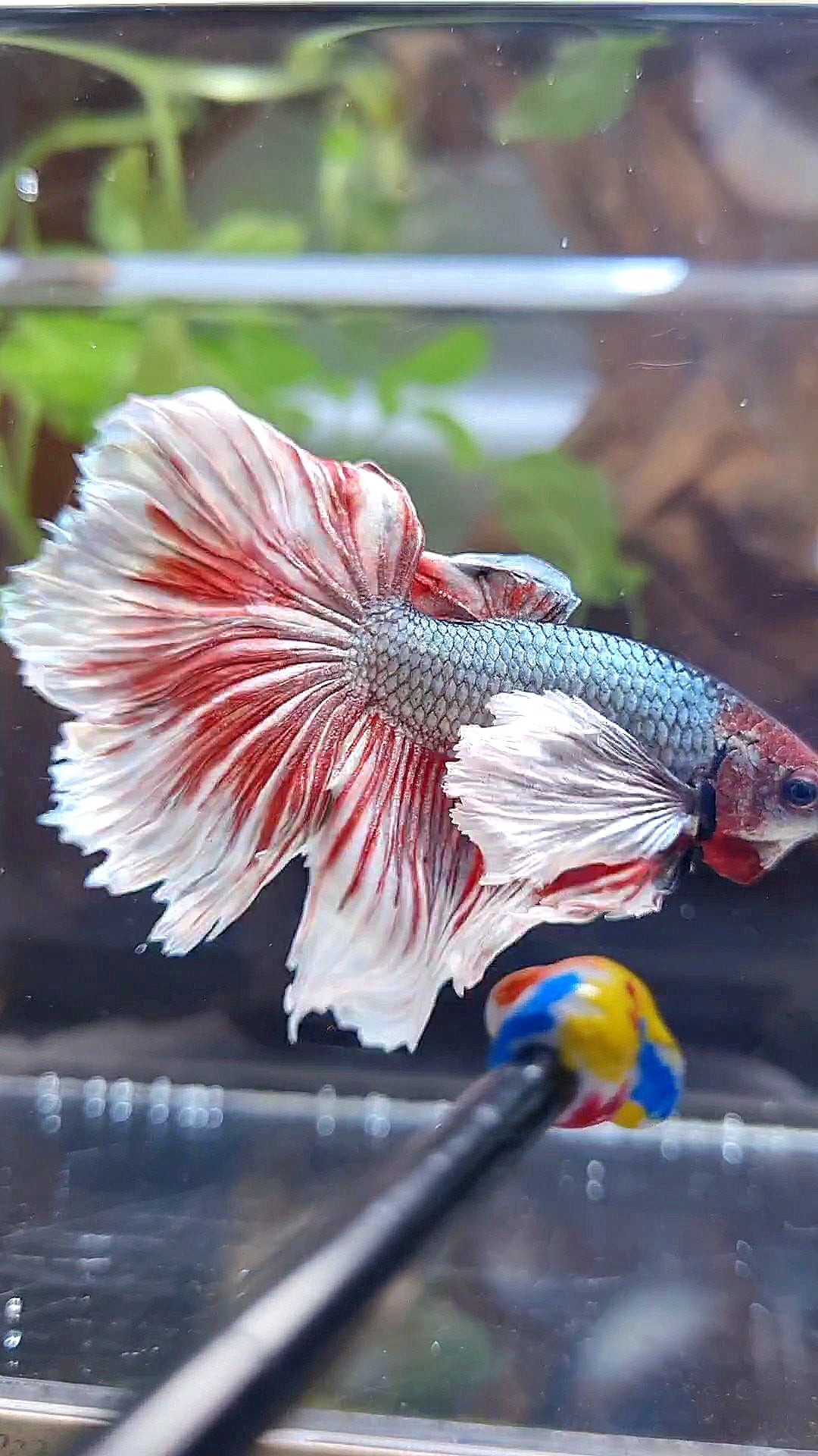 HAFLMOON DUMBO EAR ROSETAIL COPPER RED BETTA FISH