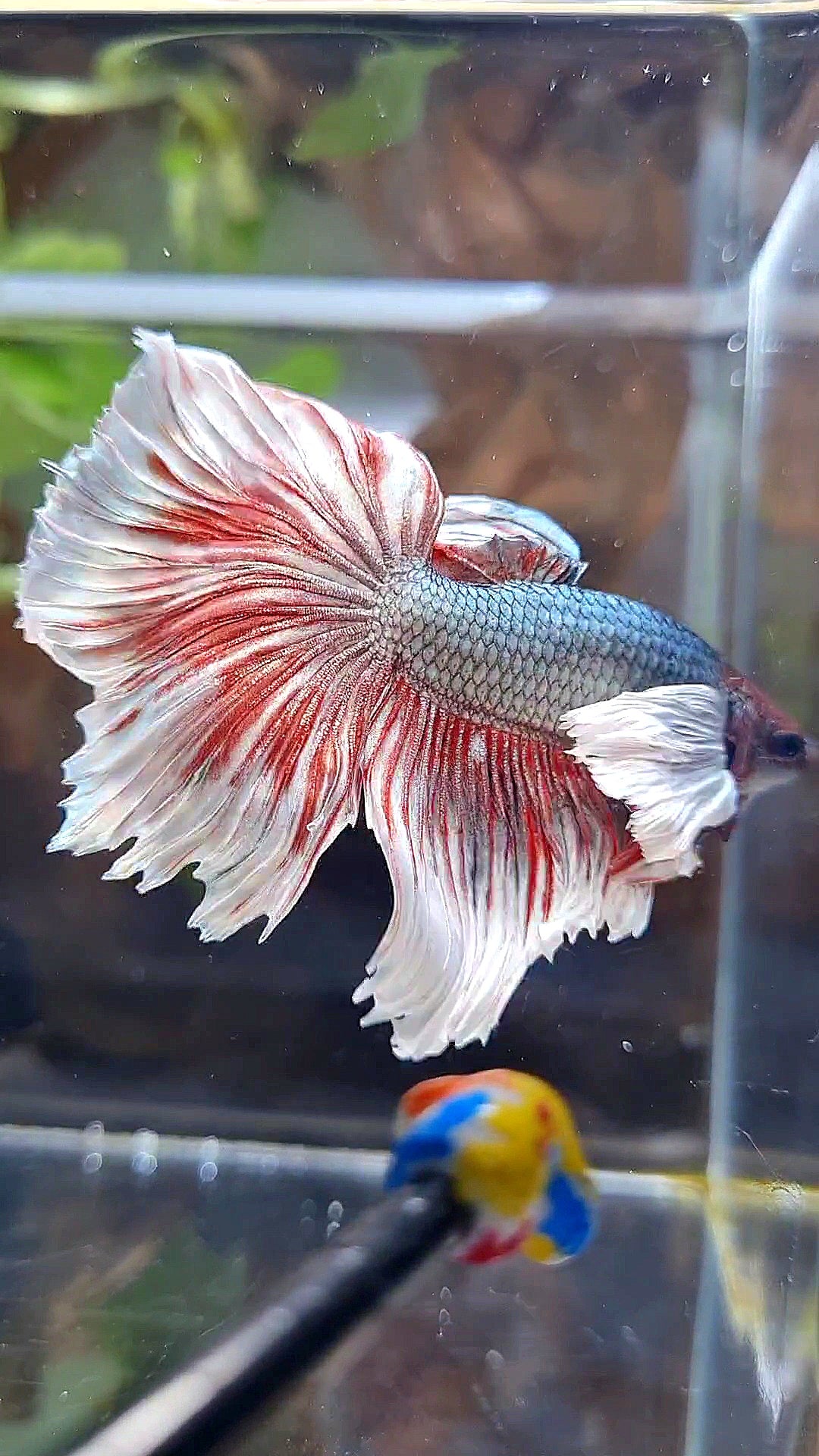 HAFLMOON DUMBO EAR ROSETAIL COPPER RED BETTA FISH