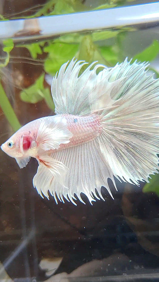HALFSUN DUMBO EAR WHITE PLATINUM COPPER WASH BETTA FISH