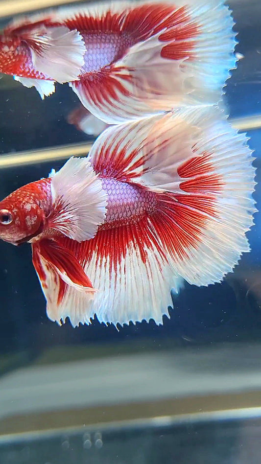 HALFMOON DUMBO EAR RED HEAD BETTA FISH