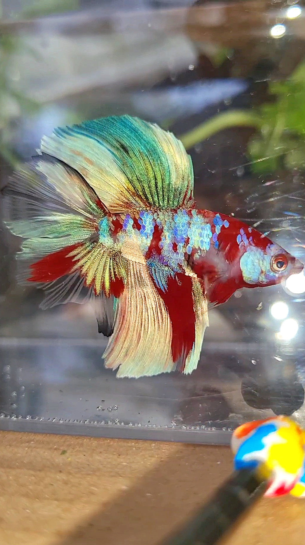 HALFMOON DOUBLE TAIL BARONGSAI RED WHITE GALAXY MULTICOLOR BETTA FISH