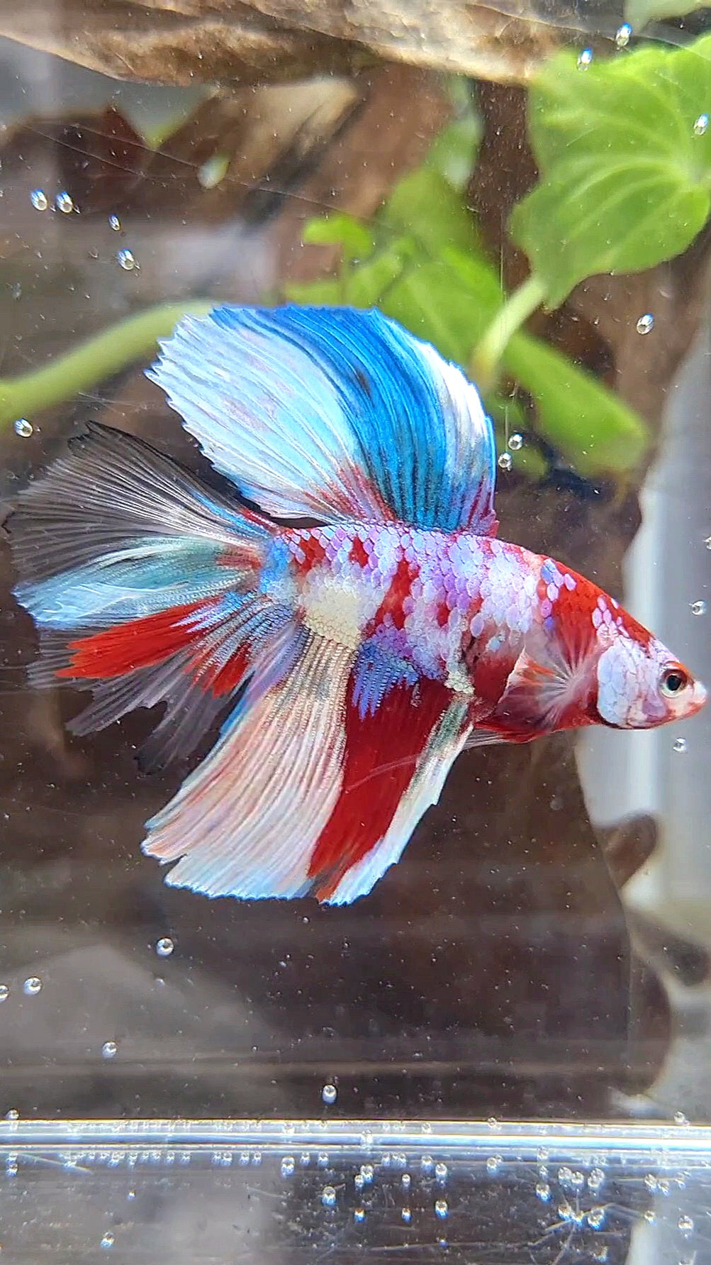 HALFMOON DOUBLE TAIL BARONGSAI RED WHITE GALAXY MULTICOLOR BETTA FISH