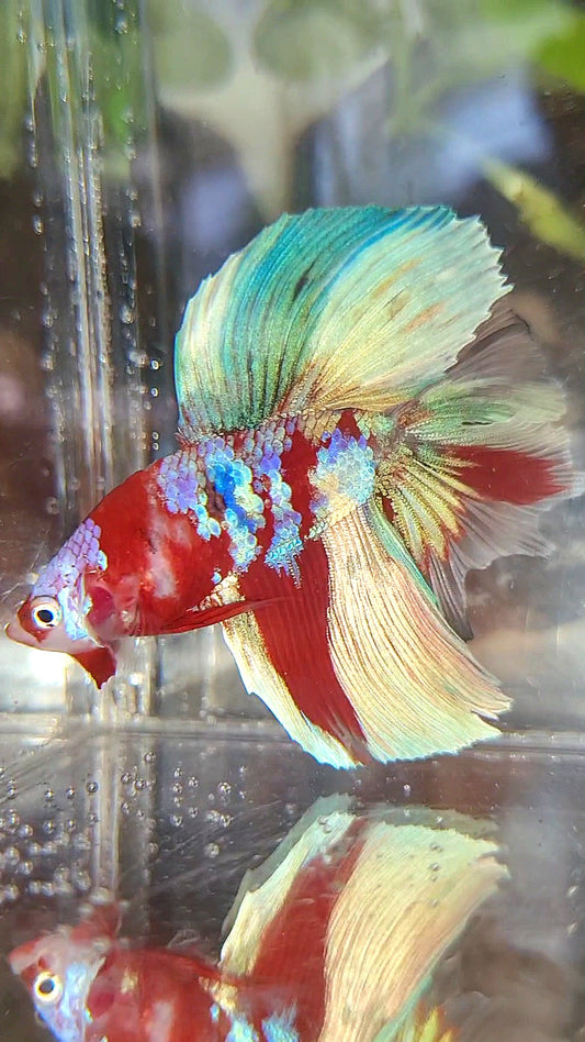 HALFMOON DOUBLE TAIL BARONGSAI RED WHITE GALAXY MULTICOLOR BETTA FISH