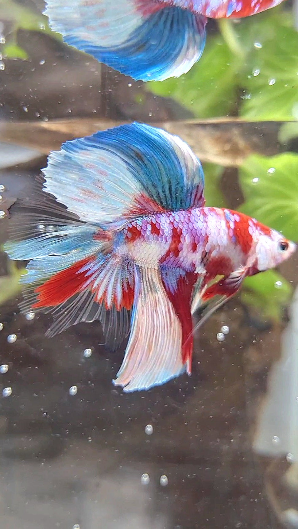HALFMOON DOUBLE TAIL BARONGSAI RED WHITE GALAXY MULTICOLOR BETTA FISH