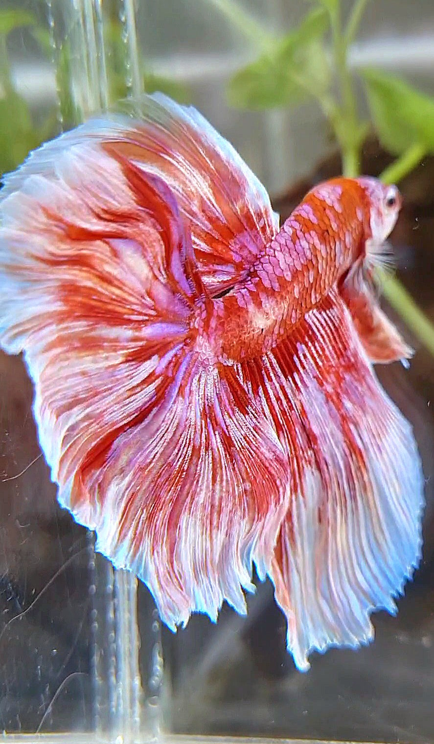 HALFMOON ROSETAIL BARONGSAI RED WHITE PURPLE GALAXY MULTICOLOR BETTA FISH